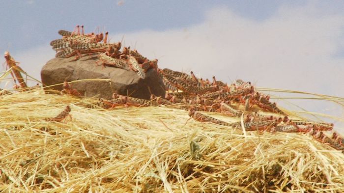 Desert locusts infest crops in the Habru District of Ethiopia on Feb. 4, 2020. 