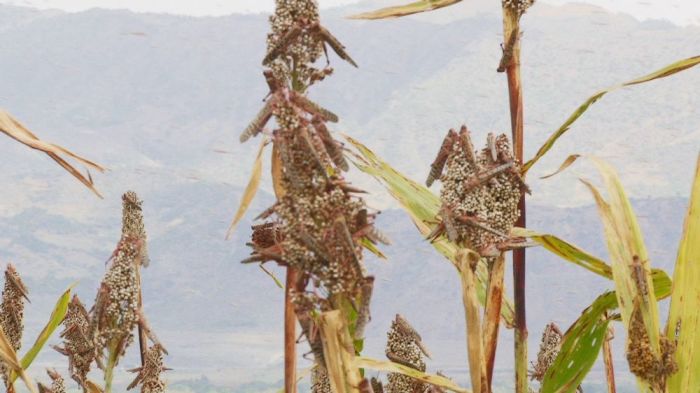 Desert locusts invade crops in Habru District in Amhara Region of Ethiopia on Feb. 4, 2020. 