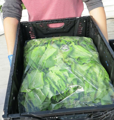 YWAM Emerge in Colorado Springs grows lettuce in a commercial aquaponics system.