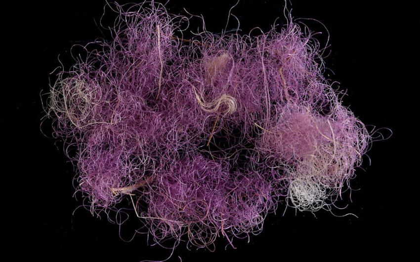 Fragment of the rare purple fabric from 1,000 BCE excavated in the Timna Valley. 