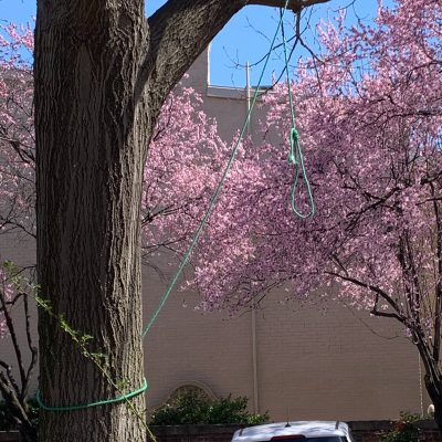 A noose hangs from a tree outside St. Mark's Episcopal Church in Washington, D.C. 