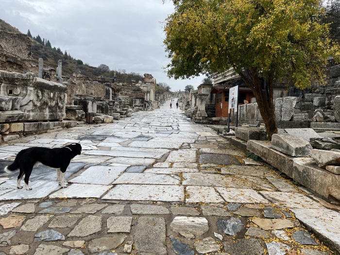 A stray dog watches as visitors travel along a road in the ancient city of Ephesus located near Selcuk in Izmir, Turkey.
