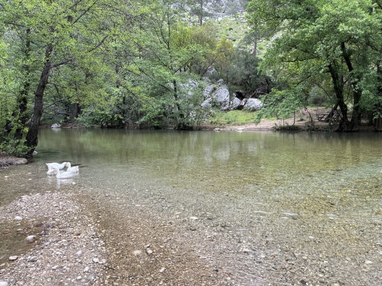 Ducks swim in the water in the Yazili Canyon and nature park in Isparta, Turkey.