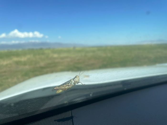 A lone grasshopper on the car windshield of a reporter in western Utah. 