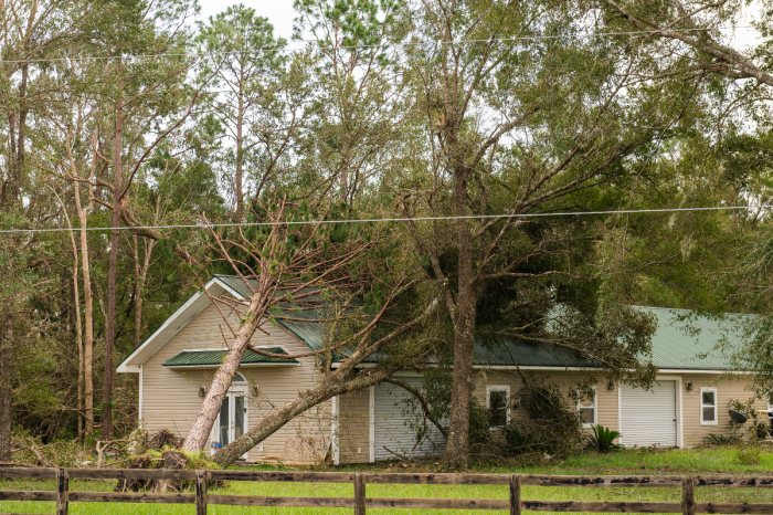 A home in Florida sustains damage after a tree fell on it as Hurricane Idalia ripped through the state as a Category 3 storm. 