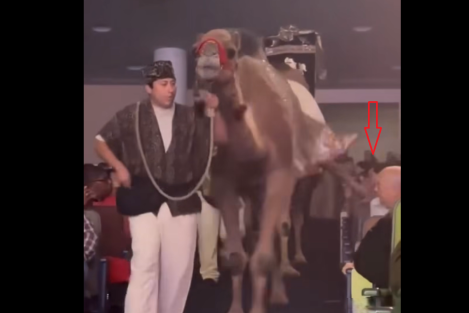 Woman suffers dangerous camel kick during megachurch’s Christmas Spectacular