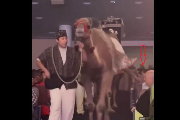 Woman suffers dangerous camel kick during megachurch’s Christmas Spectacular