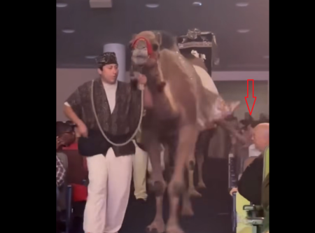 A woman is kicked in the face by a camel at Champion Forest Baptist Church in Texas in December 2025.