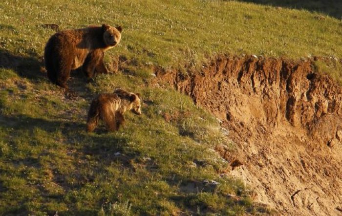 A grizzly bear and her cub are seen in the Hayden Valley in Yellowstone National Park, Wyoming, June 24, 2011. Picture taken June 24, 2011.