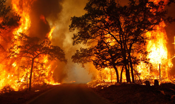 Flames engulf a road near Bastrop State Park as a wildfire burns out of control near Bastrop, Texas September 5, 2011. An estimated 1,000 homes are being threatened in Bastrop County, just east of Austin, as a 14,000-acre (5700-hectare) wildfire rages out of control, causing evacuations.