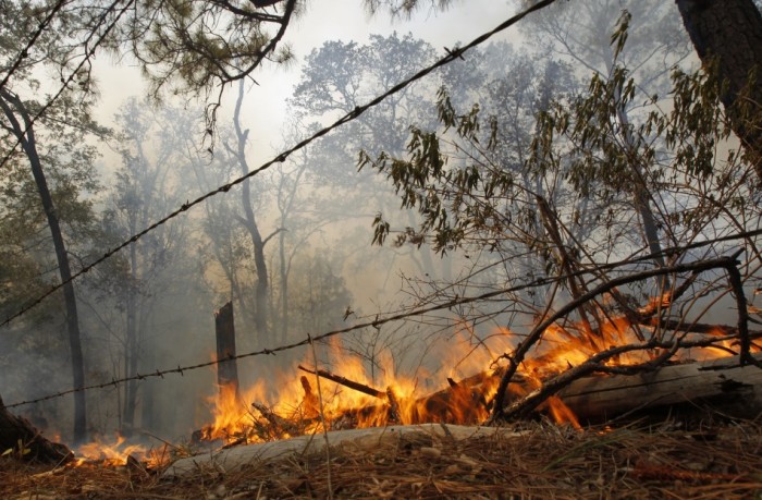A fallen tree burns near a fence line on the side of the road as a wildfire advances near Bastrop, Texas, September 5, 2011.