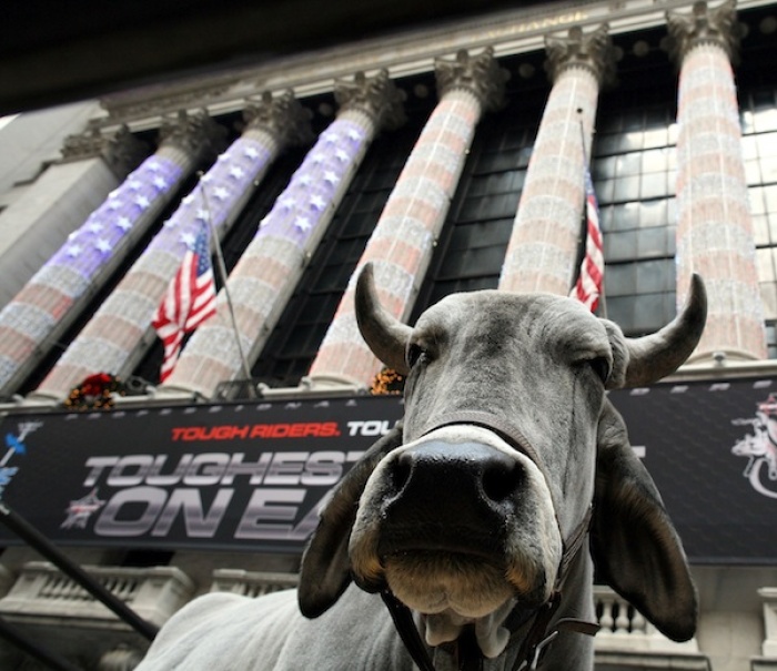 Buckshot the bull is corralled in front of the New York Stock Exchange. Protesters who vowed to 'occupy Wall Street' are holding their ground in downtown New York, and say they have no plans to leave anytime soon. The protesters gathered in Lower Manhattan for what some called the United States Day of Rage.