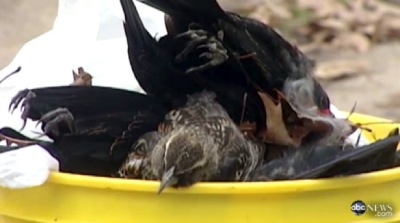 Thousands of dead blackbirds were found in the streets of Beebe, Ark., on New Year's Day 2011, as seen this still image taken from ABC News video. (File)