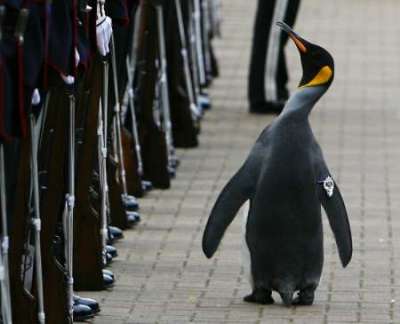 RNPS IMAGES OF THE YEAR 2008 King penguin Nils Olav walks past soldiers from the Norwegian King's Guard after he was given a Knighthood at Edinburgh Zoo August 15, 2008. Edinburgh Zoo penguin Olav has been an honorary member and mascot of the Norwegian King's Guard since the 1980s and was made Honorary Colonel-in-Chief in 2005.