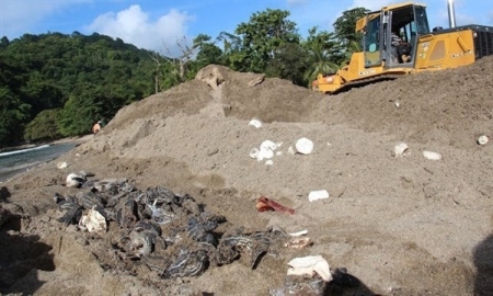 Dead sea turtle eggs and hatchings lay on the Trininad beach after bulldozers tried to divert a river.