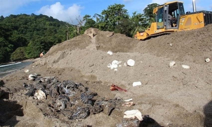 Dead sea turtle eggs and hatchings lay on the Trininad beach after bulldozers tried to divert a river.