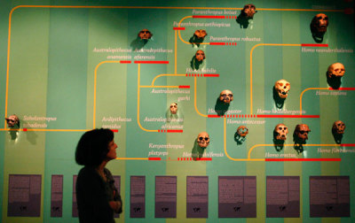 A woman walks beside an exhibit displaying the evolution of humans, at the Darwin's Evolution Exhibition in the Calouste Gulbenkina Foundation in Lisbon February 12, 2009.