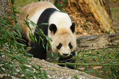 January 2012 photo of a giant panda at the National Zoo.