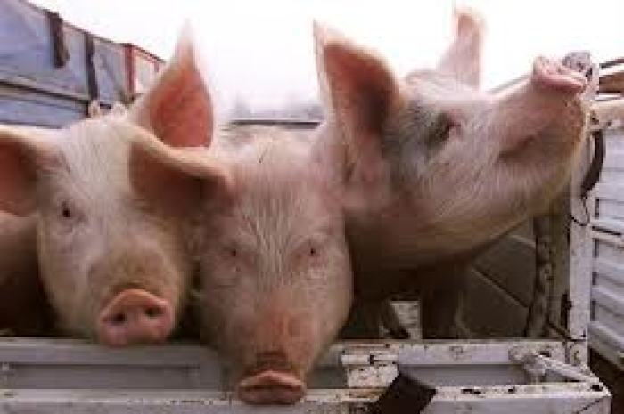 Pigs wait to be sold in an open market in a file photo. Pork belly prices are under pressure as interest in the BLT, the popular summer bacon, lettuce and tomato sandwich, could dip after an outbreak of salmonella poisoning in nine U.S. states, with illnesses in two of them blamed on eating raw tomatoes