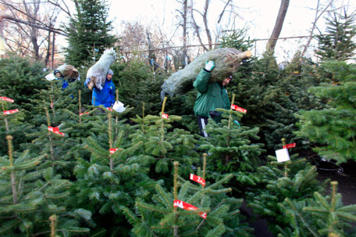 Workers carry Christmas trees for sale at an outdoor market in Bucharest December 16, 2011.