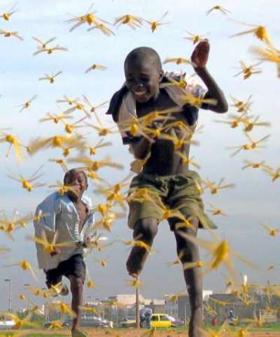Senegalese children run as locusts spread in the capital Dakar September 1, 2004. Only a military-style operation with bases across West Africa can stop the worst locust invasion for 15 years, Senegal's President Abdoulaye Wade said on Tuesday as the insects swept into his capital. The United Nations Food and Agriculture Organisation (FAO) warned last week that the locust swarms infesting countries from Mauritania to Chad could develop into a full-scale plague without additional foreign aid.