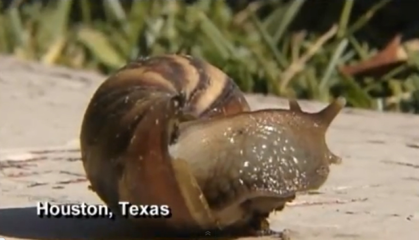 A deadly snail has been found in Texas.