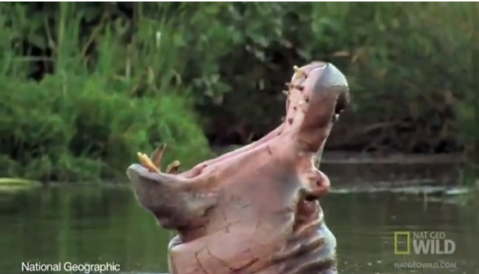 Credit : A man has amazingly survived after being swallowed by hippo.