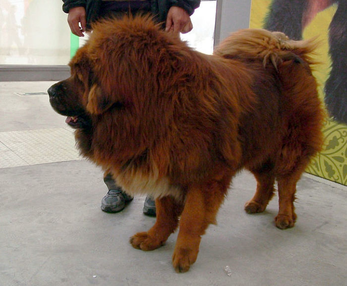 A Tibetan mastiff dog was passed off by a zoo in China as an African lion.