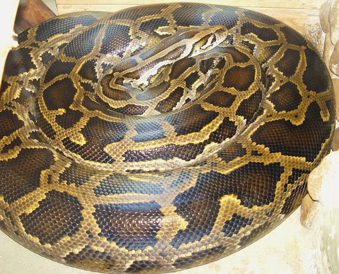 A python is shown in this file photo.