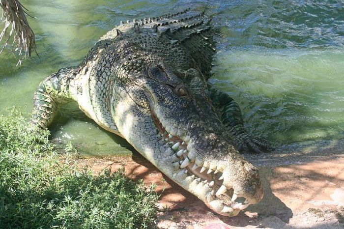 A crocodile is shown here in this file photo.