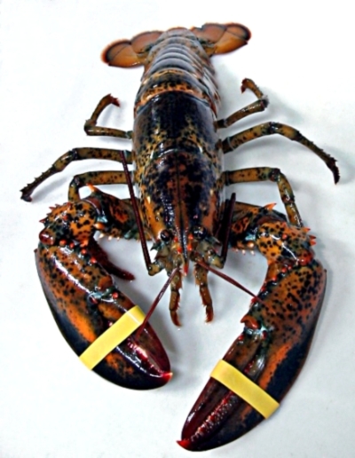 A lobster is seen in this file photo.