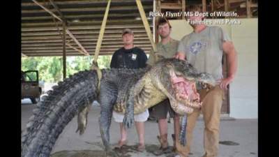 727-Pound Alligator