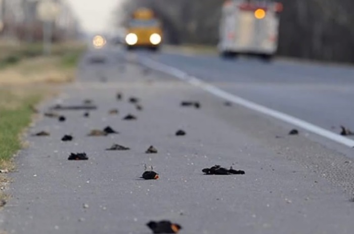 Thousands of black birds fell dead from sky in Arkansas on New Year's Eve 2010.