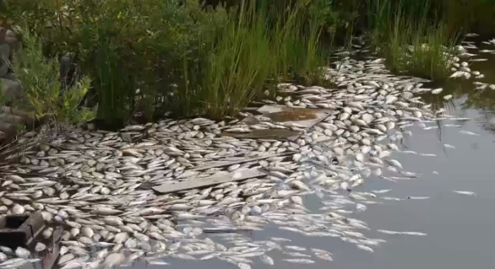 More than 100,000 drum fishes found dead in Arkansas 2011.