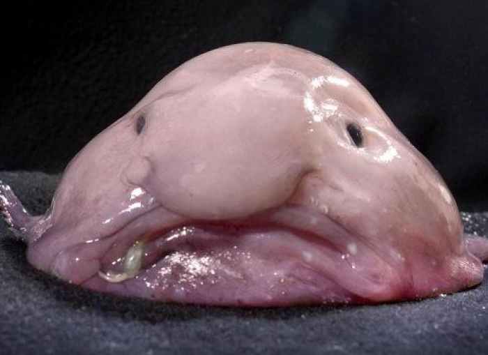 A Blobfish.