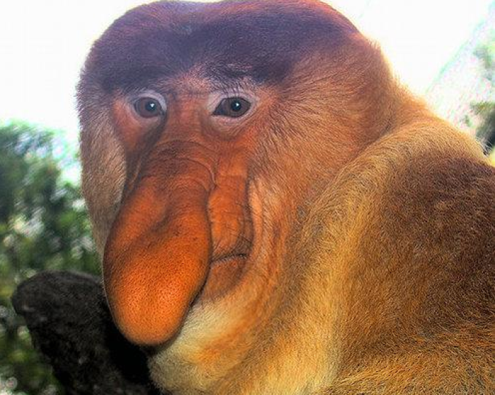 A Proboscis monkey