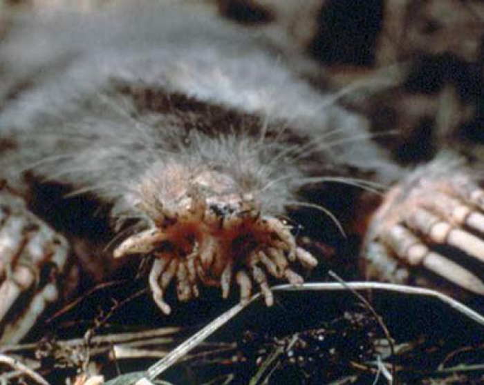 A Star-nosed mole