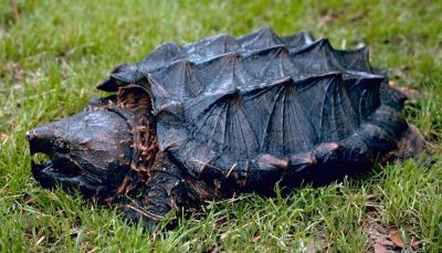 An Alligator Snapping Turtle