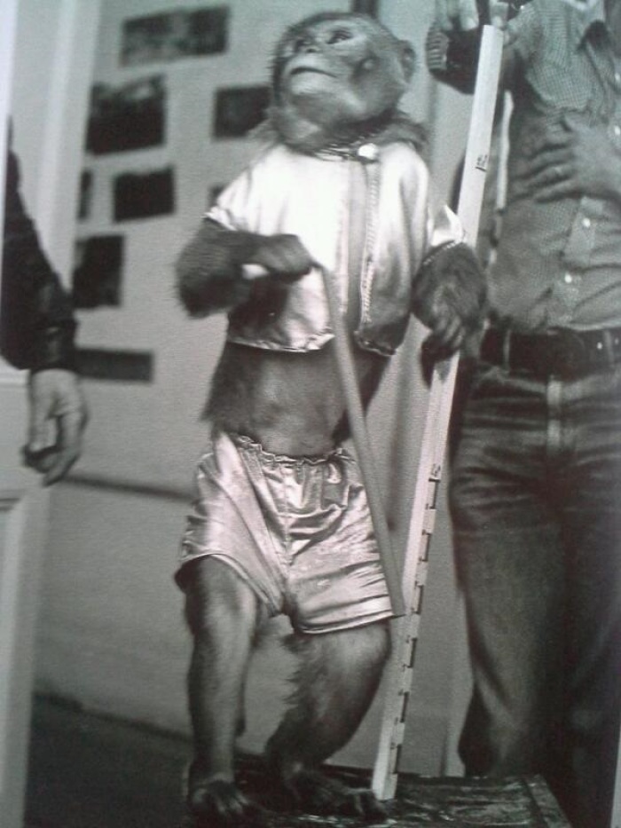 Monkey holding Yoda's cane seen in rare behind-the-scenes images from Star Wars' 'The Empire Strikes Back.' [FILE]