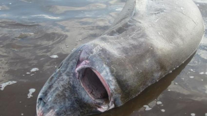 The beached Greenland shark discovered by Derrick Chaulk.