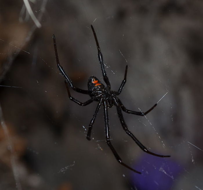 A Black Widow spider
