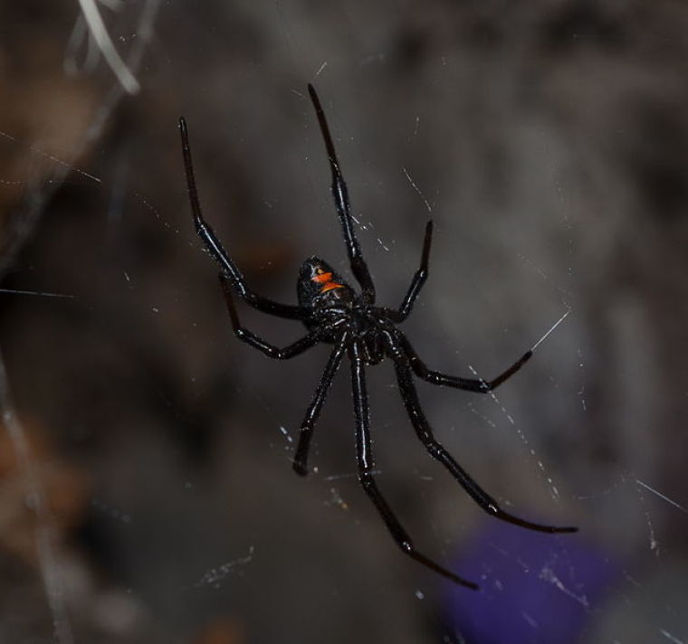 Black Widows in Grapes: Venomous Spiders Found in Michigan, Wisconsin ...