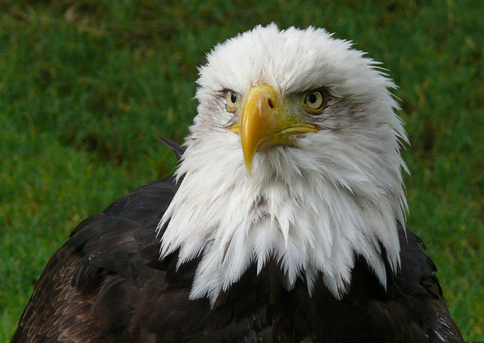 A Bald Eagle is shown in this file photo.