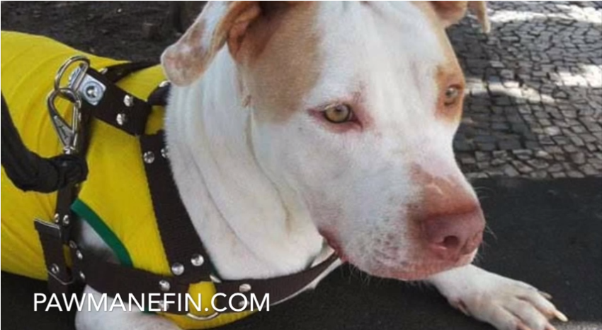 You won't believe how close this dog once was to death's door.