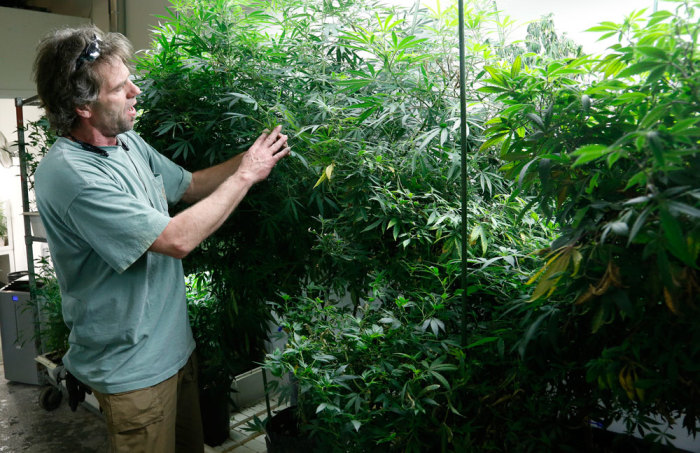 Grower Steve Jenkins checks out his marijuana plants at the Botanacare marijuana store ahead of their grand opening on New Year's day in Northglenn, Colorado December 31, 2013. The world's first state-licensed marijuana retailers, catering to Colorado's newly legal recreational market for pot, are stocking their shelves ahead of their January 1, 2014, grand opening that supporters and detractors alike see as a turning point in America's drug culture.