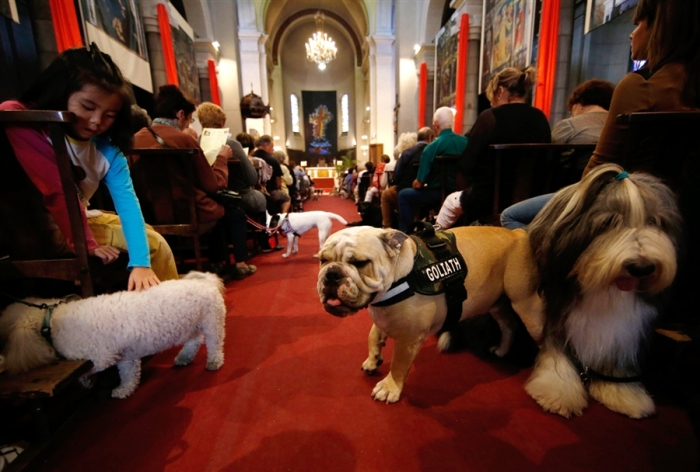 Owners and their pets attend church in Nice, France, on Oct. 6.