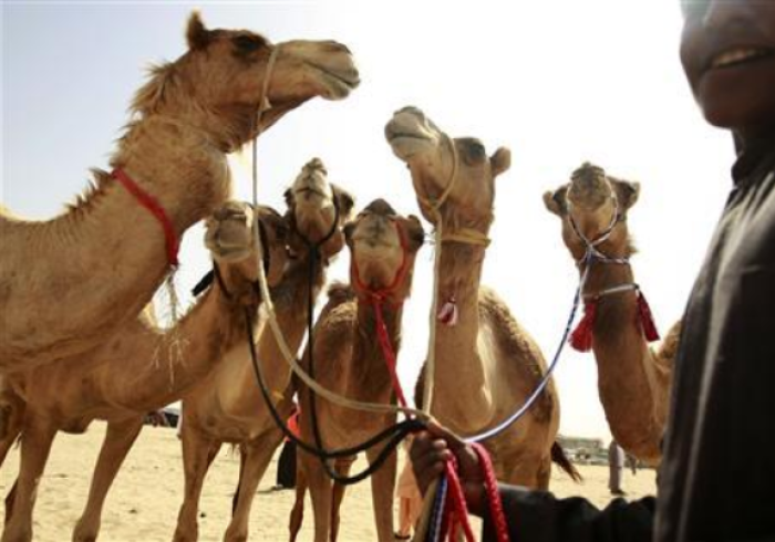 Camels are seen as spectators place their bids on them during the ''Camel Beauty Contest and Camel Race Festival'' in Ajman February 24, 2010.