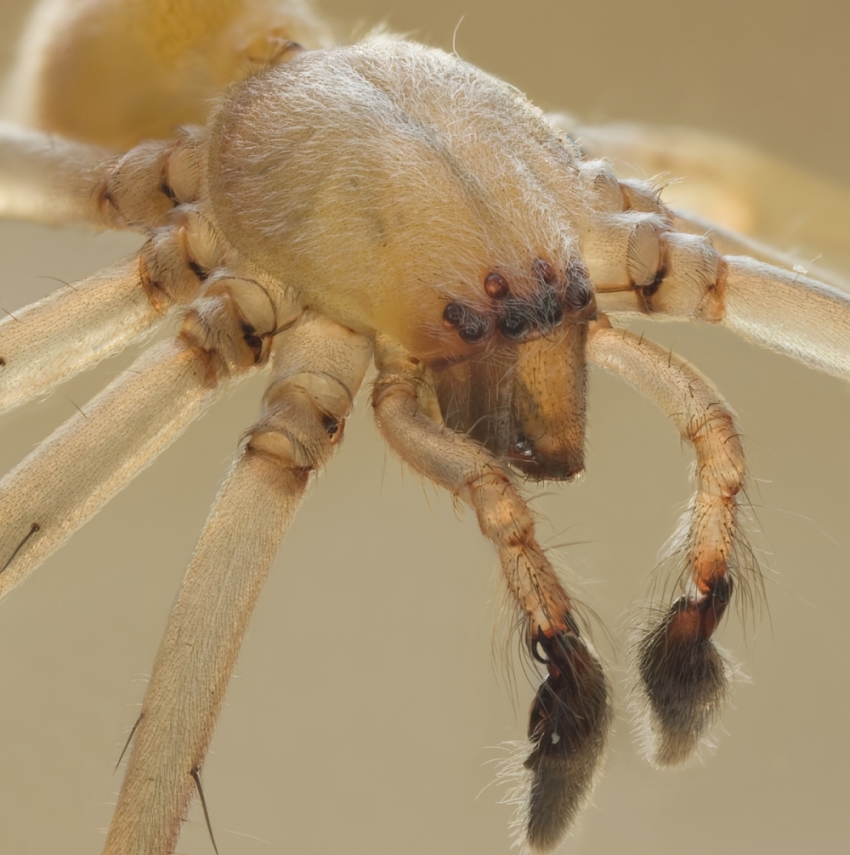 Cheiracanthium is a genus of spiders in the Miturgidae family. Certain species are commonly known as the "yellow sac spider".