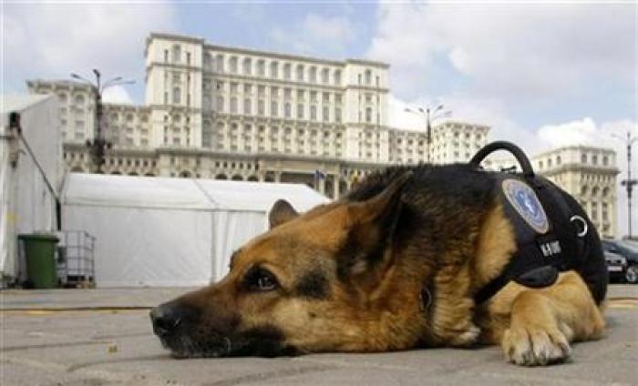 Fox, a German shepherd dog specialized in explosives detection, is presented to the media in the Constitution Square in front of Romania's Parliament Palace in Bucharest March 21, 2008.