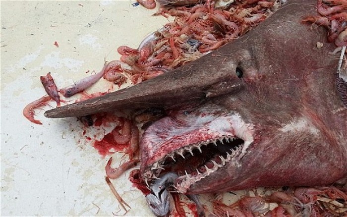 Carl Moore caught a goblin shark in the Gulf of Mexico April 19, 2014.